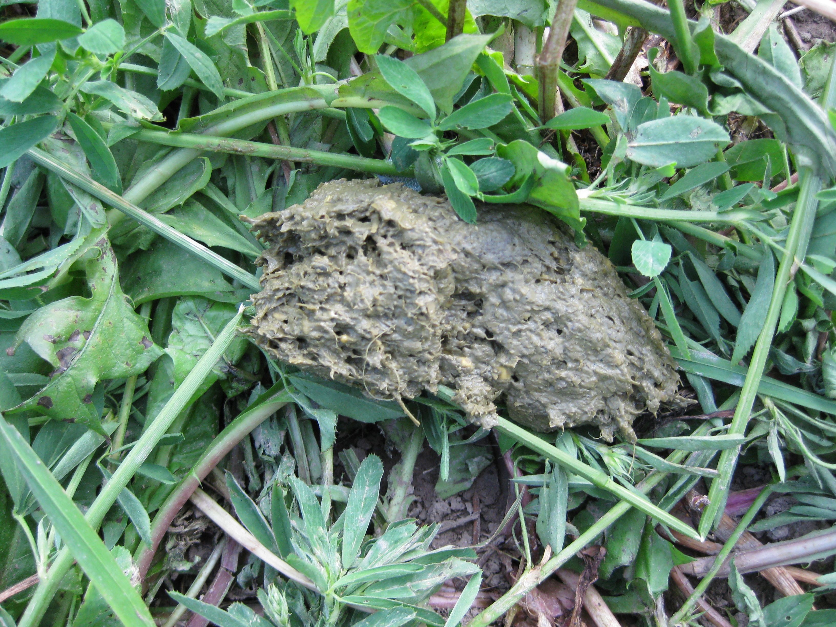 The Proof is in the Pudding | Curiousfarmer