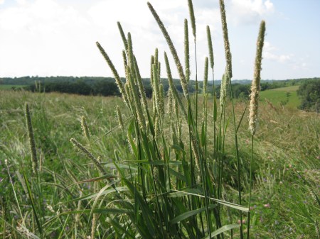 Timothy, Phleum pratense