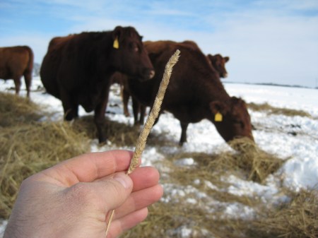 Timothy hay and cows