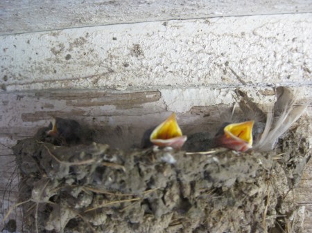 Barn Swallow Nest with Young