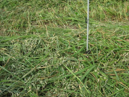 Square-Foot Saturday, July 16, 2011