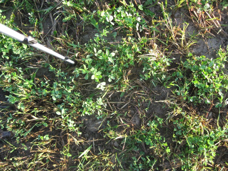 Curious Square foot Curiousfarmer curious-square-foot-curiousfarmer