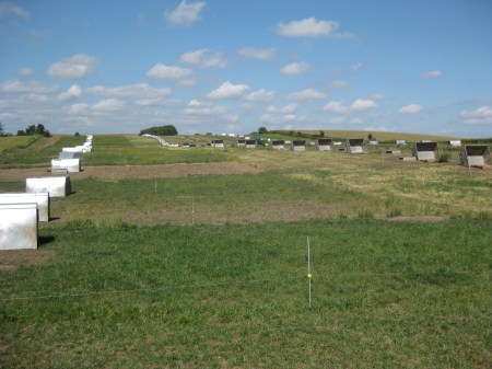 Farrowing Huts, Becker Lane Organic Farm