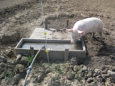 Watering System, Becker Lane Organic Farm