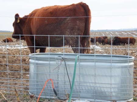 Tank Waterer and Cows Eating Hay