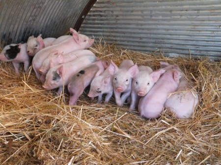 Piglets in Farrowing Hut