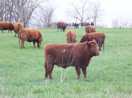 Cattle out to Pasture