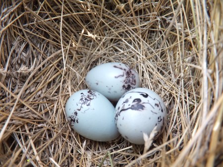 Red-winged Blackbird Eggs